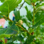 Dub plstnatý (Quercus pubescens) - výška 300-320 cm, kont. C55L - VIACKMENNÝ